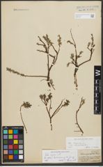 Foto von Salix repens L.